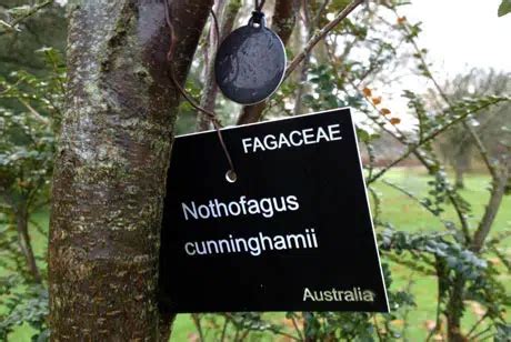 nfc tagging trees|Blarney Castle identifies trees with NFC horti.